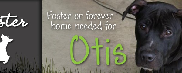 Otis, sweet and missing a family