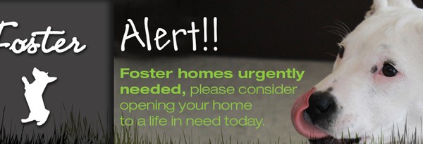 Foster Homes in Short Supply …