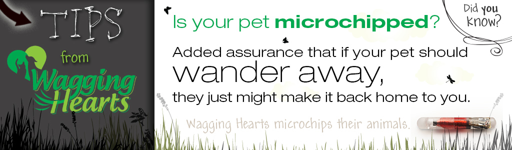 WH_slider-tips-microchipping